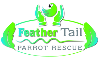 Feather Tail Parrot Rescue